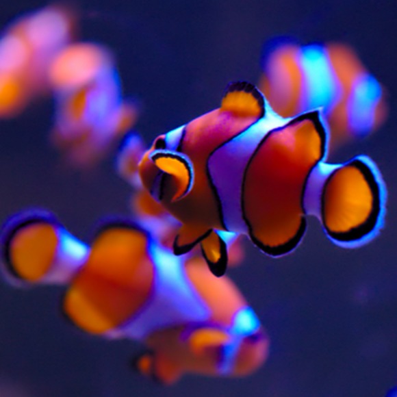 Meet your Posher, Cameron - Picture 1 of 1